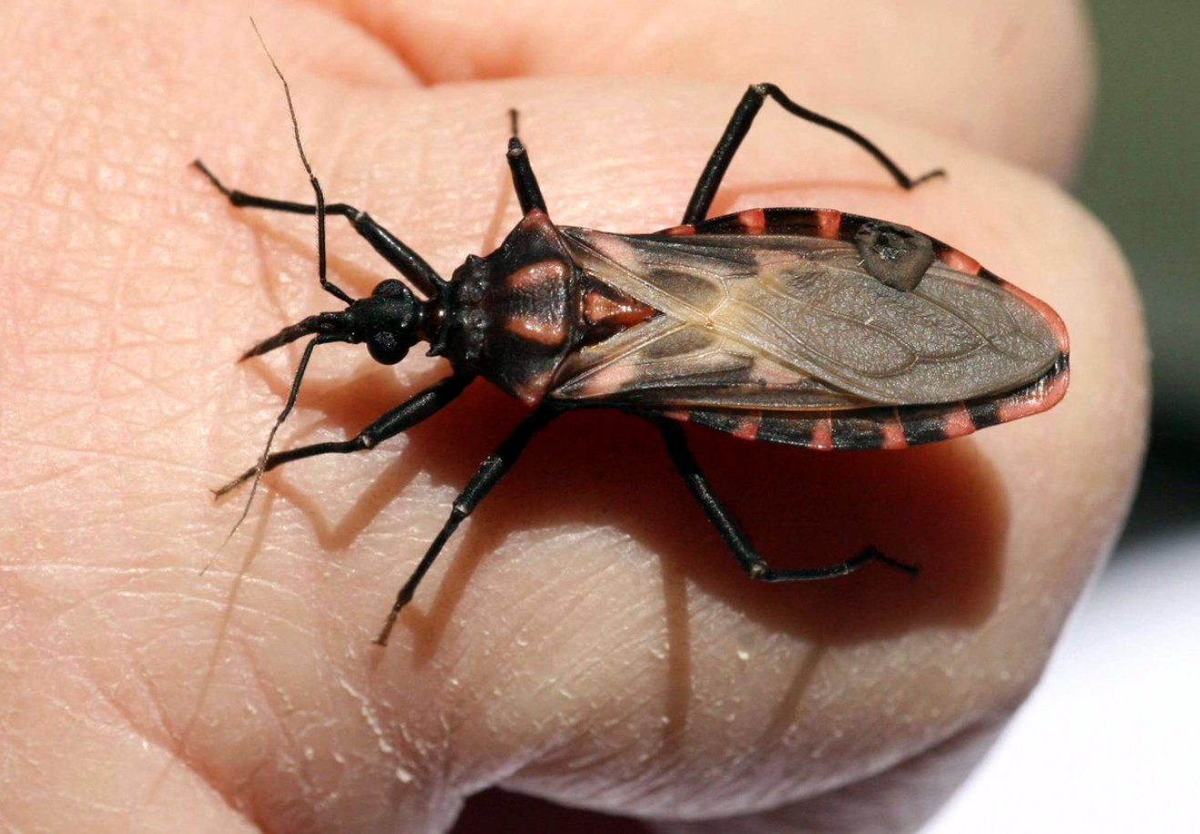 LA ENFERMEDAD DE CHAGAS DE LA PREHISTORIA A LA ACTUALIDAD